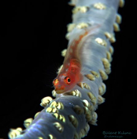 triplefin fish by Bülent Kılınc 