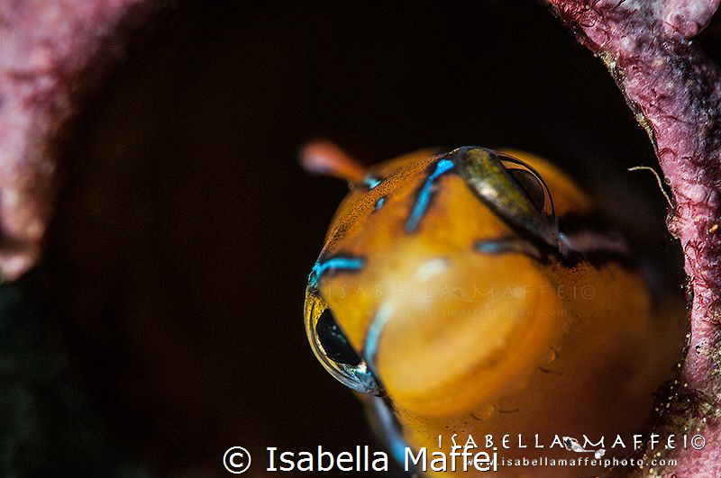 " I'M A DIFFERENT FISH" by Isabella Maffei 