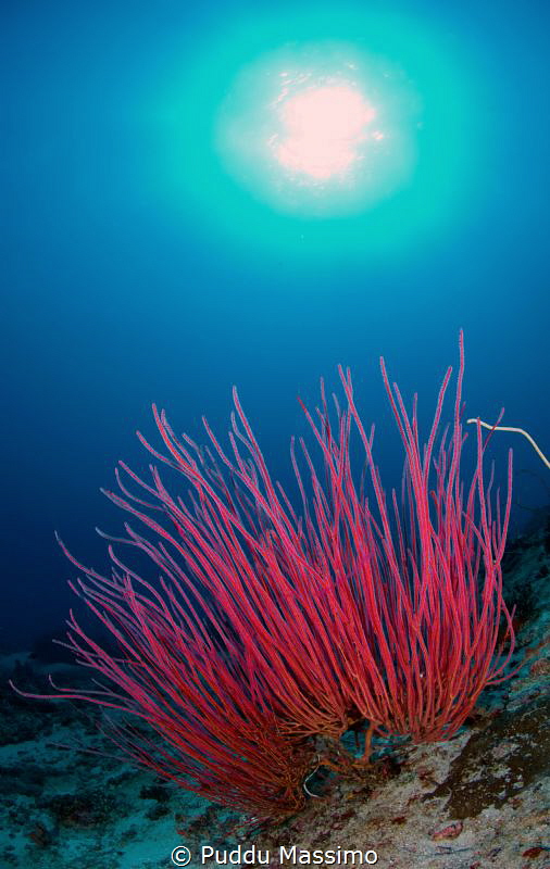Lombok,nikon D2x 10,5 mm by Puddu Massimo 