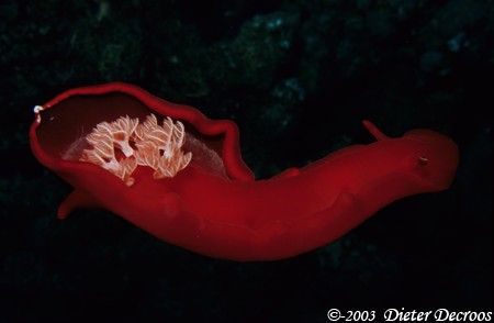 Spanish dancer swimming around... by Dieter Decroos 