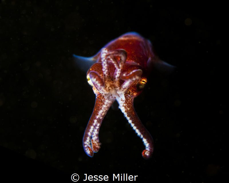Stubby Squid on Night Dive in Washington. by Jesse Miller 