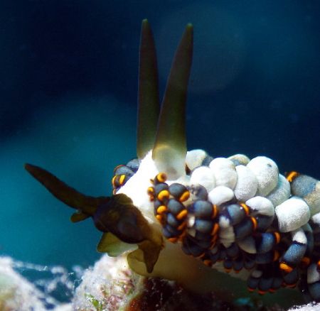 A Different angle of my Last entry. Nudibranch. c5060 Tet... by Joshua Miles 