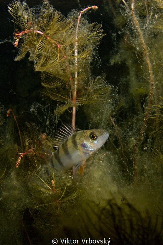 Redfin Perch (Perca fluviatilis) by Viktor Vrbovský 