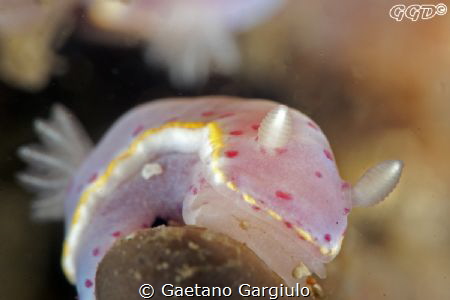 very tiny nudi. I had to use the 105micro in combination ... by Gaetano Gargiulo 