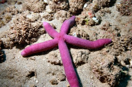 Starfish in Kauai - D70 by Eliot Neumann 