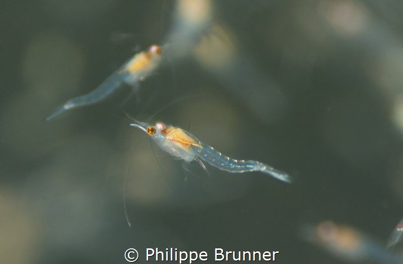 Very small shrimp 6mm, adult size. In the Geneva lake. by Philippe Brunner 