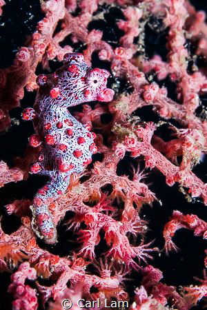 Red Pigmy Seahorse by Carl Lam 