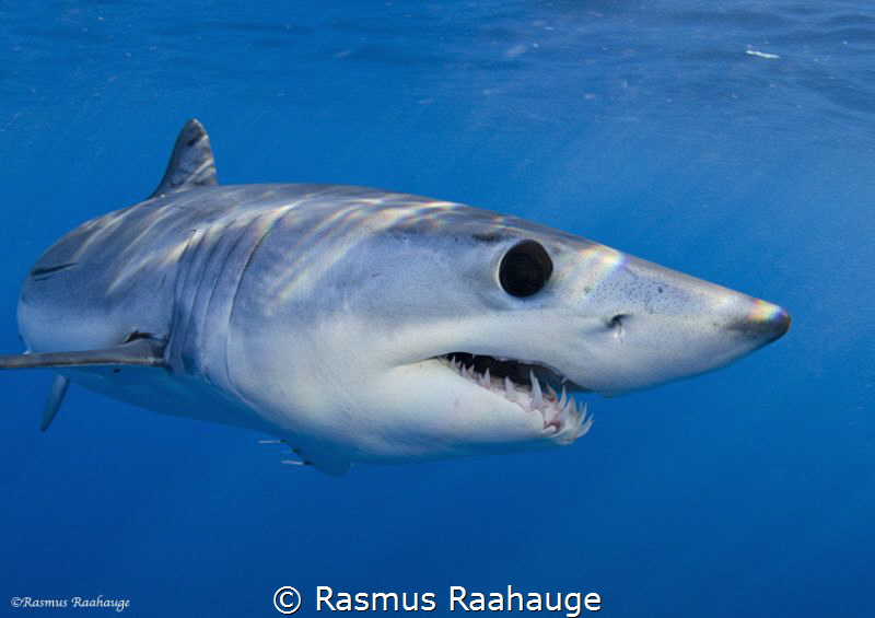 Off the coast of California you can with right patience f... by Rasmus Raahauge 
