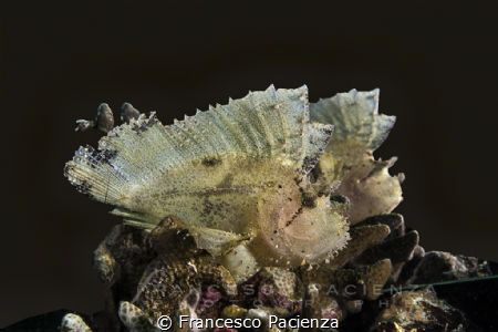 [:b:]Leafish[:/b:] on mirror by Francesco Pacienza 