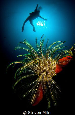 Girls just wanna have fun., clowning around with crinoids by Steven Miller 