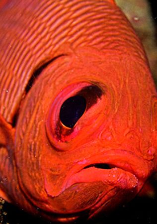 Yo, Rocky...
Ningaloo reef, Western Australia
D2x by Rand McMeins 