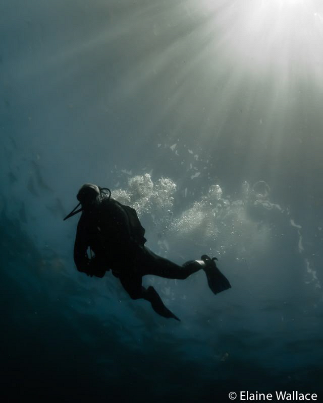 Just enjoying diving with my husband. by Elaine Wallace 