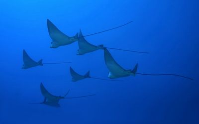 Rays O' Plenty...~100' by Glenn Poulain 