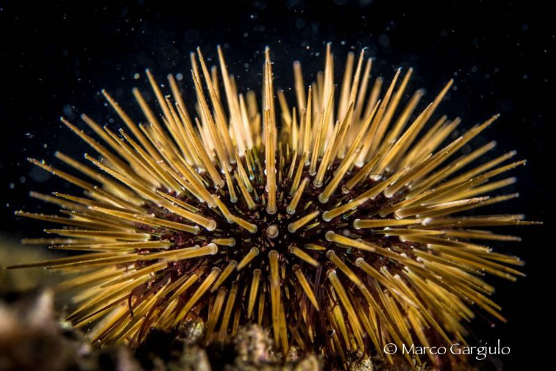 Sea urchin by Marco Gargiulo 