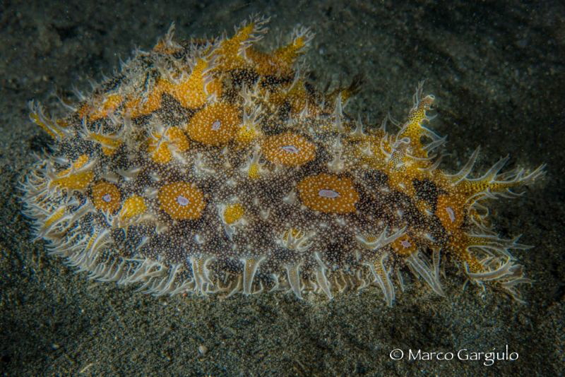 Bursatella leachi by Marco Gargiulo 