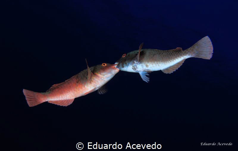 Behaviour by Eduardo Acevedo 