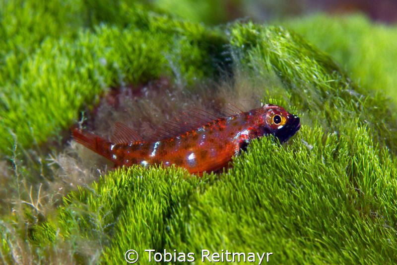 Goby hiding, Hin Daeng by Tobias Reitmayr 
