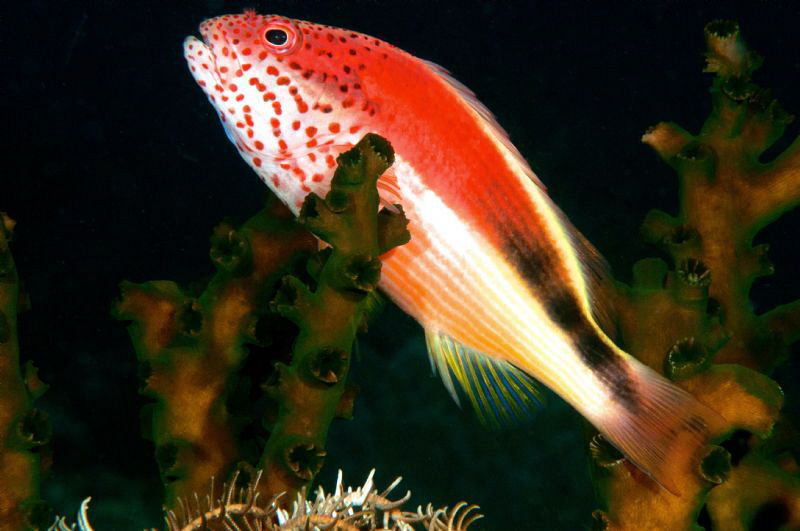 An hawkfish on the coral. by Mehmet Salih Bilal 