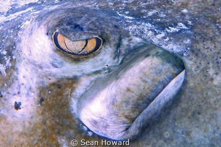 The stingray is watching by Sean Howard 
