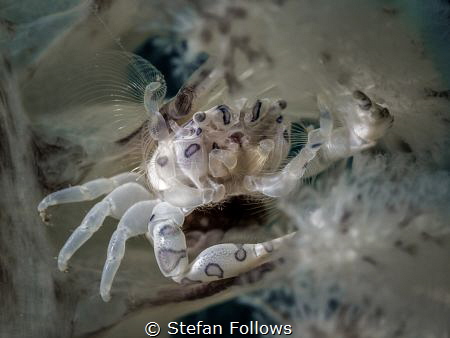 "The story of life is quicker then the blink of an eye, t... by Stefan Follows 