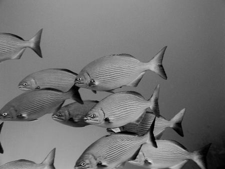 A school of bermuda chub on The Belize Barrier Reef by Martin Spragg 