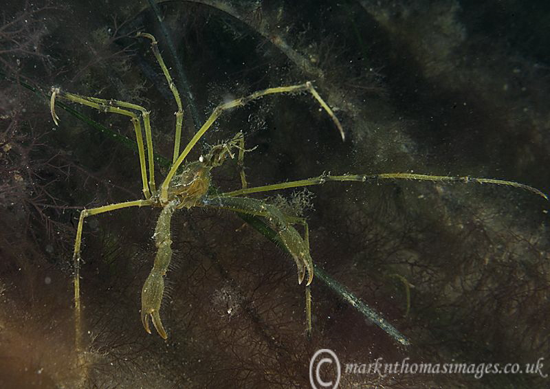 Long-legged spider crab.
Criccieth, N. Wales. by Mark Thomas 