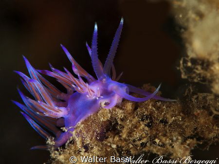 Magic Purple by Walter Bassi 