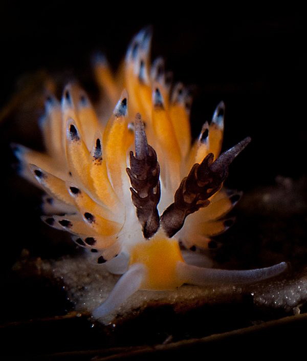 Favorinus tsutuganus by Charles Wright 