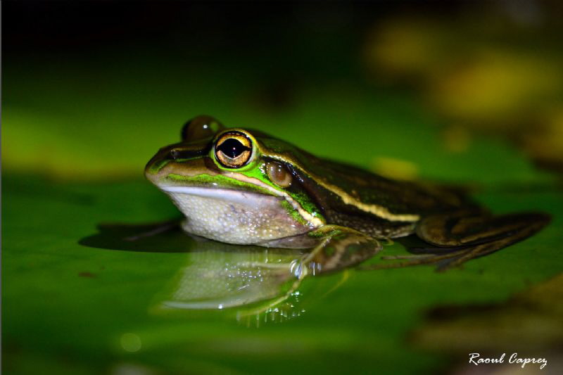 Frog at night by Raoul Caprez 