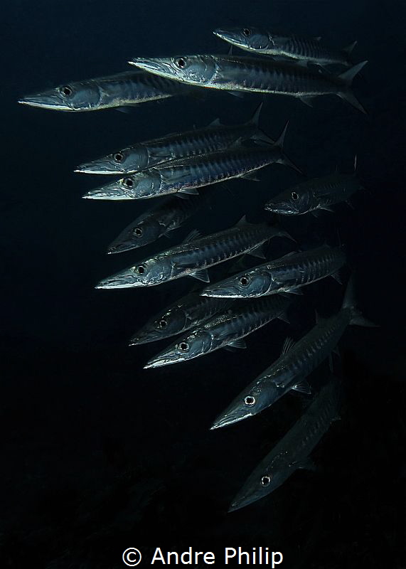 Mystic close encounter with a school of barracudas by Andre Philip 