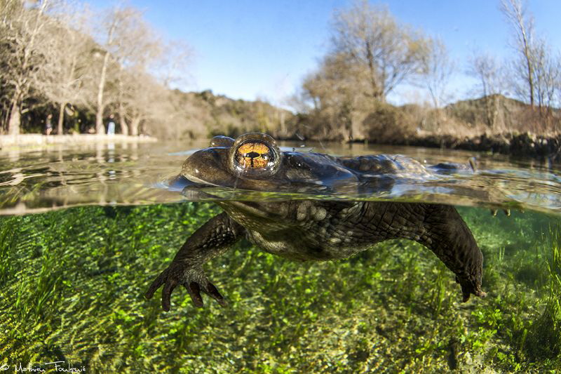 Bufo bufo over-under (Buèges spring) by Mathieu Foulquié 