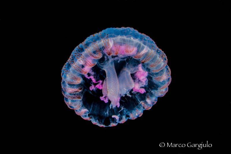 Pelagia noctiluca juvenile #2, Night dive by Marco Gargiulo 