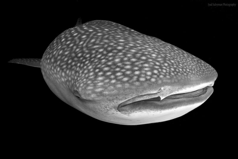 Whale shark in B&W by Iyad Suleyman 