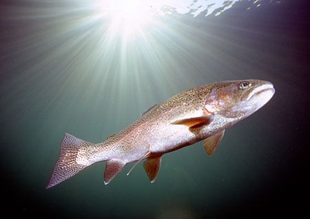 Trout & sunburst.
Capernwray quarry.
F90X, 20mm. by Mark Thomas 