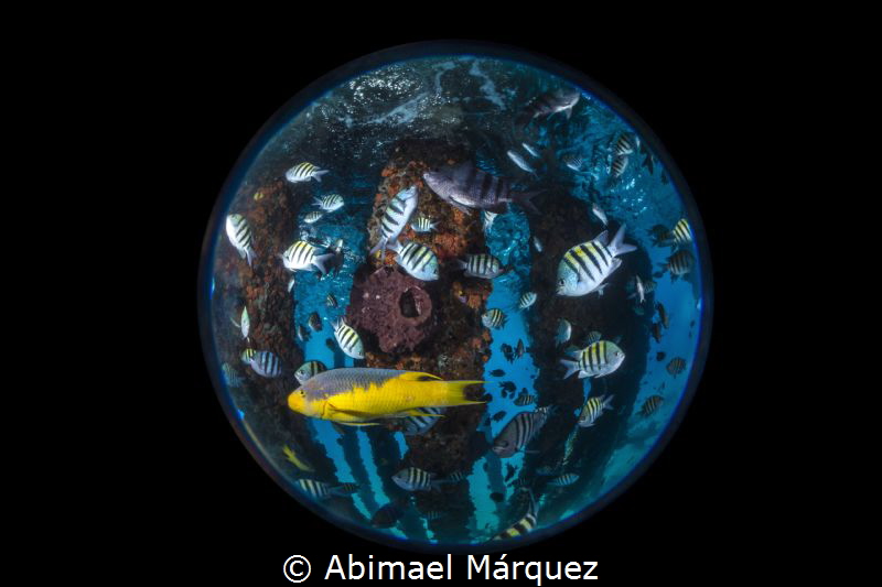 Crash Boat a insect look by Abimael Márquez 