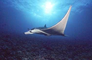 Manta in Tiputa, the dream had come true. Through the len... by Jean-claude Zaveroni 