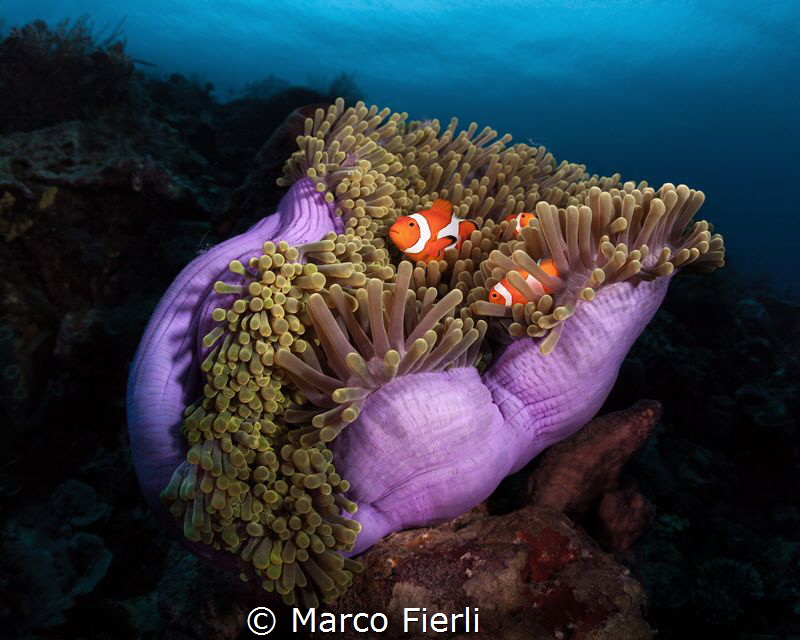 Magnificent Anemone with False Clown Fish by Marco Fierli 