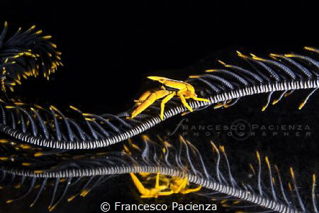 [:b:]Squat lobster[:/b:] on mirror by Francesco Pacienza 
