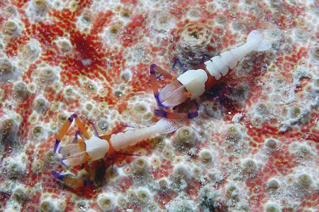 Emperor shrimp ,Kapalai by Tunc Yavuzdogan 