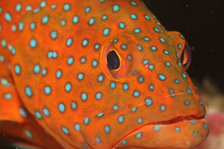 Coral cod, taken during a night dive with a EOS20D and EF... by Rikard Andersson 