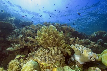 Wakatobi Reef Scene by Karl Dietz 