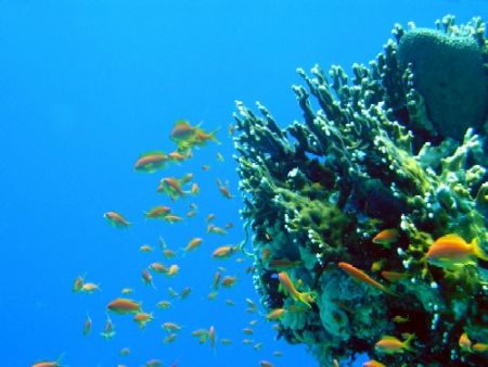 anthias and net fire coral
Egypt, Red Sea by Gordana Zdjelar 