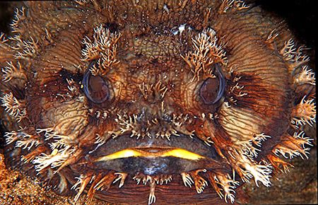 Australian Frogfish
Ningaloo reef, Western Australia
D2x
 by Rand McMeins 