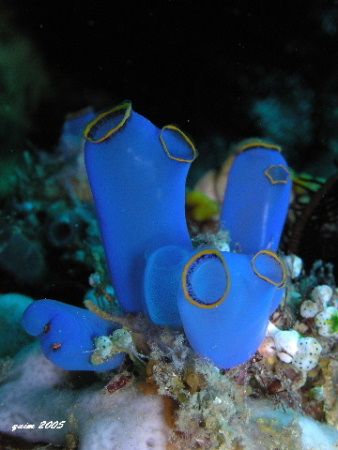 Blue seasquirt

No strobe, just the camera flash...macr... by Fra-and Quimpo 