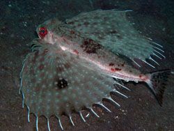 I am flying. Nikon4300.
lembeh. by Frankie Tsen 