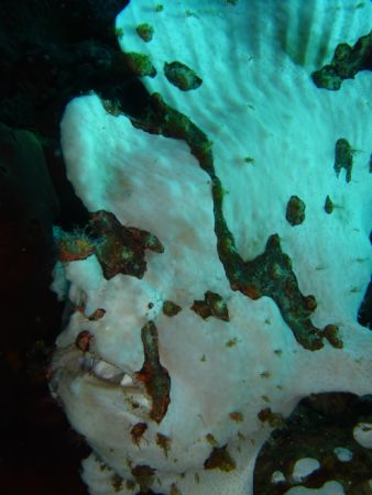 White Frog Fish by Raymond Mabasa 