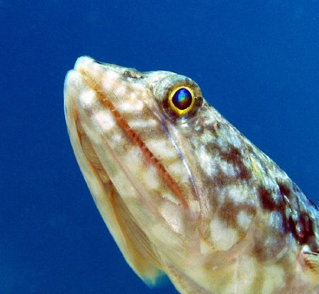 LizardFish c5060 Tetra Housing, Macro Lens by Joshua Miles 