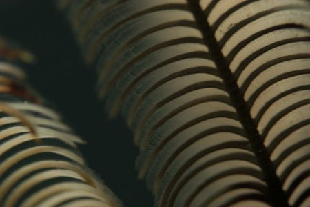 Feather star close up on a night dive, Port Sudan, Sudan.... by Rikard Andersson 