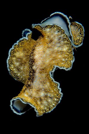 Free swimming flatworm....night dive in Wakatobi by Karl Dietz 