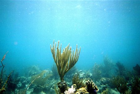 Another picture taken with a disposable camera in the USVI. by Cory Carroll 